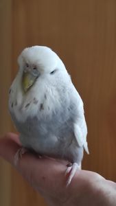 Самка чешка