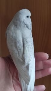 Самка чешка