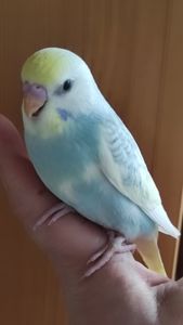 Радужные волнистые попугайчики