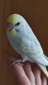 Радужные волнистые попугайчики