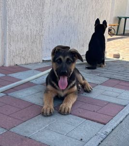 Цуценята німецької вівчарки