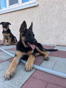 Цуценята німецької вівчарки