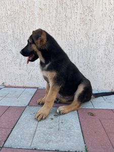 Цуценята німецької вівчарки