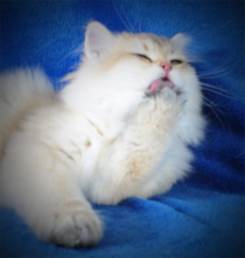 Золотые котята для души