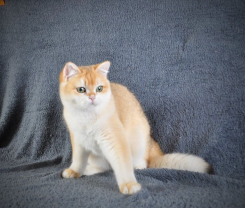 Котенок Британец золотая шубка