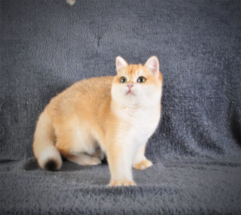 Котенок Британец золотая шубка