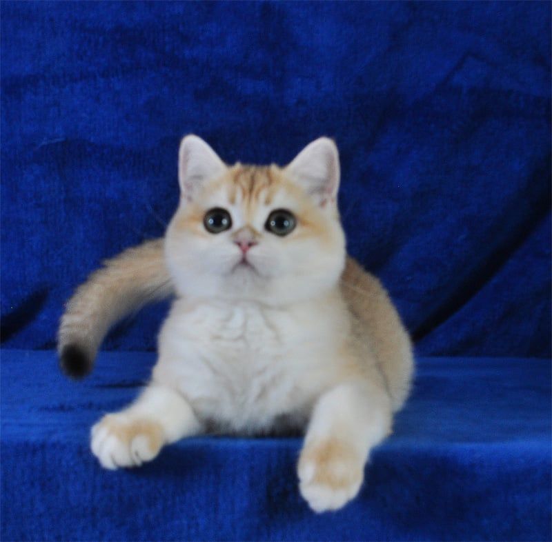 Золотая шиншилла