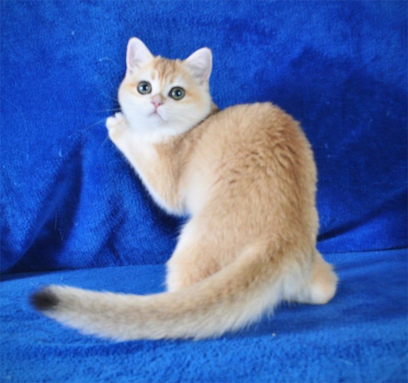 Золотая шиншилла