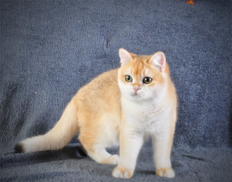 Котенок Британец золотая шубка
