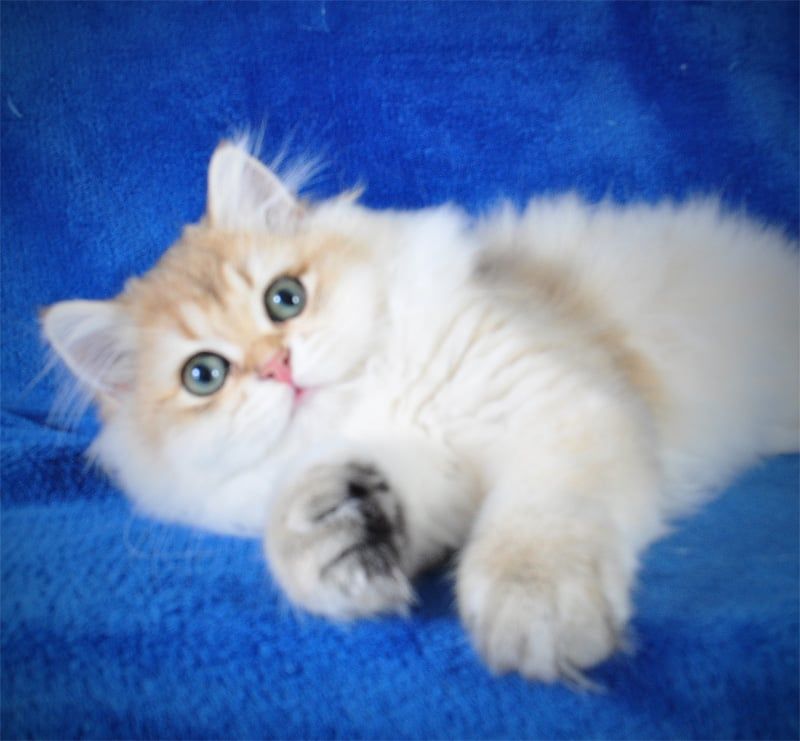 Золотые котята для души