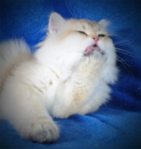 Золотые котята для души