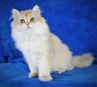 Золотые котята для души