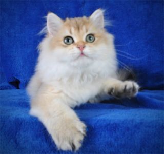 Золотые котята для души