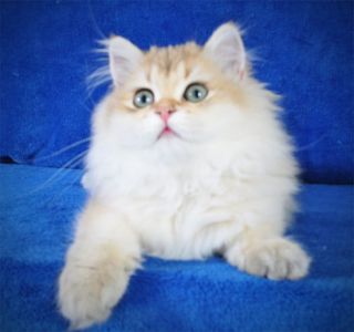 Золотые котята для души