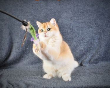 Котенок Британец золотая шубка