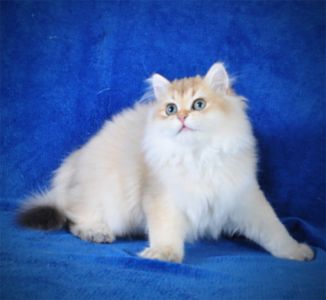 Золотые котята для души