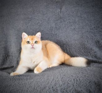 Котенок Британец золотая шубка