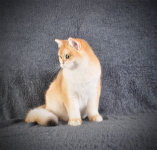 Котенок Британец золотая шубка