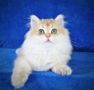 Золотые котята для души