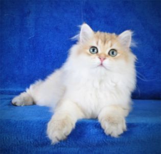 Золотые котята для души