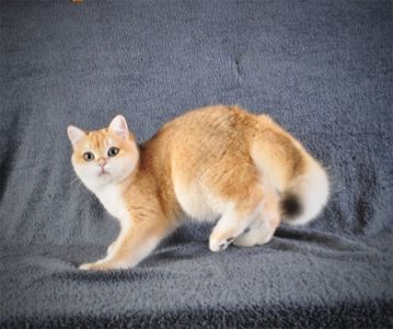 Котенок Британец золотая шубка