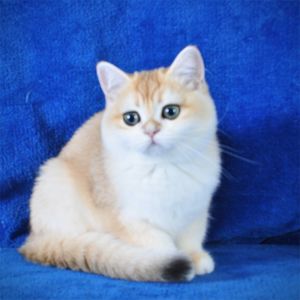 Золотая шиншилла