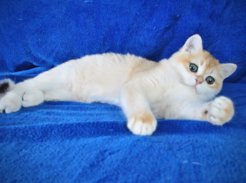 Британские котята в золоте