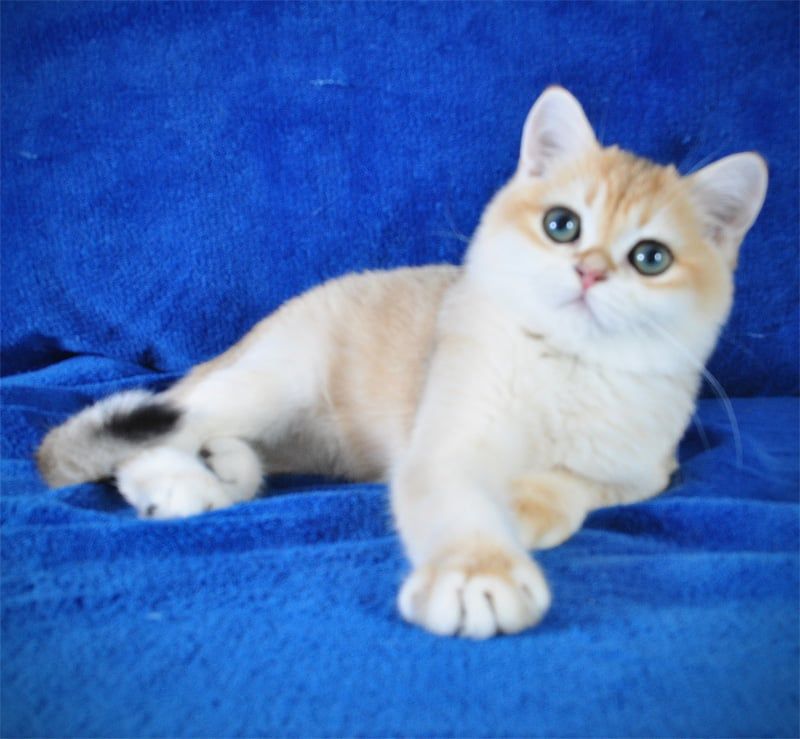 Британские котята в золоте