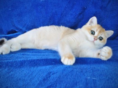 Британские котята в золоте