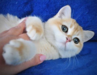Британские котята в золоте