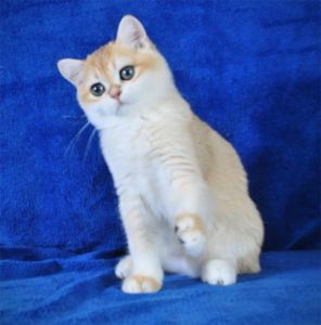 Британские котята в золоте