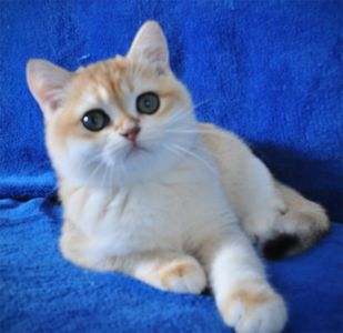 Британские котята в золоте