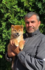 Цуценя шибаіну, хлопчик