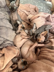 котята канадский сфинкс
