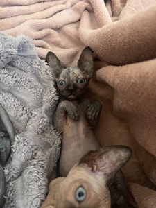 котята канадский сфинкс