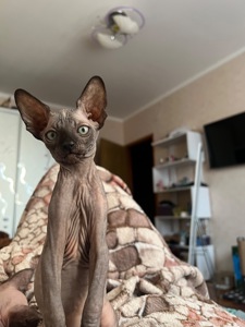 котята канадский сфинкс