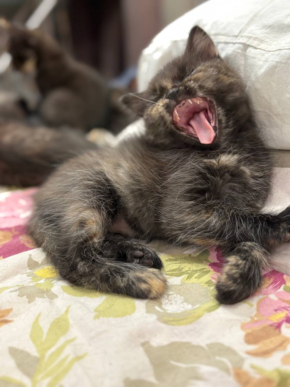 Кошенята шукають свій дім