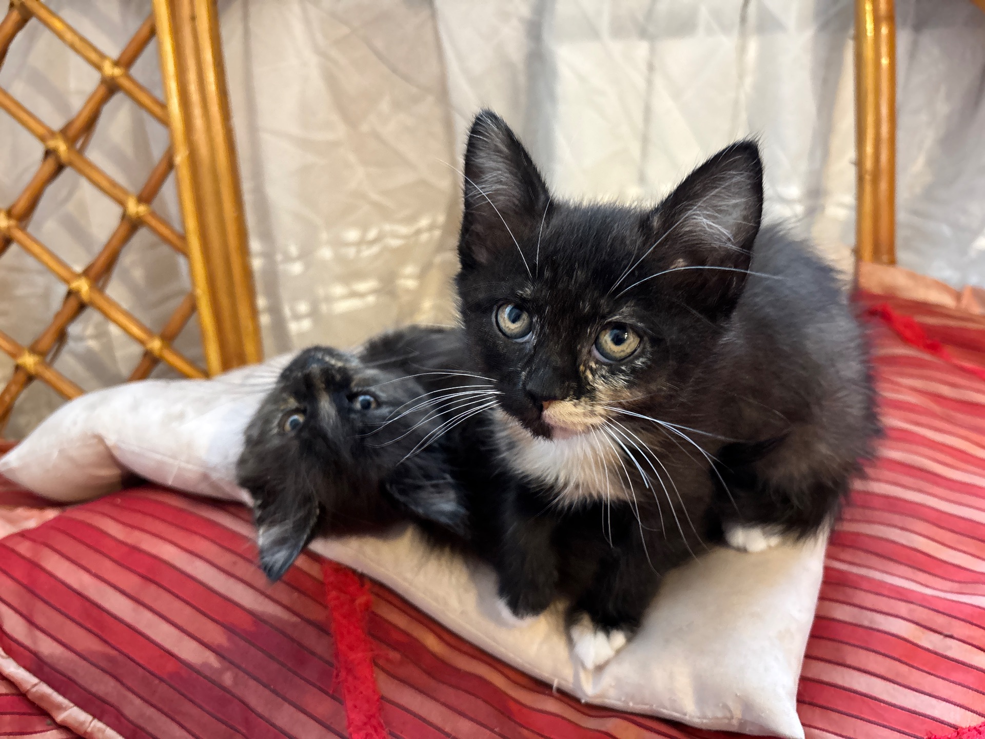 Кошенята шукають свій дім