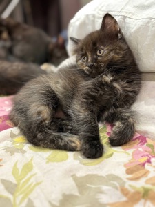 Кошенята шукають свій дім