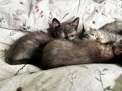 Кошенята шукають свій дім