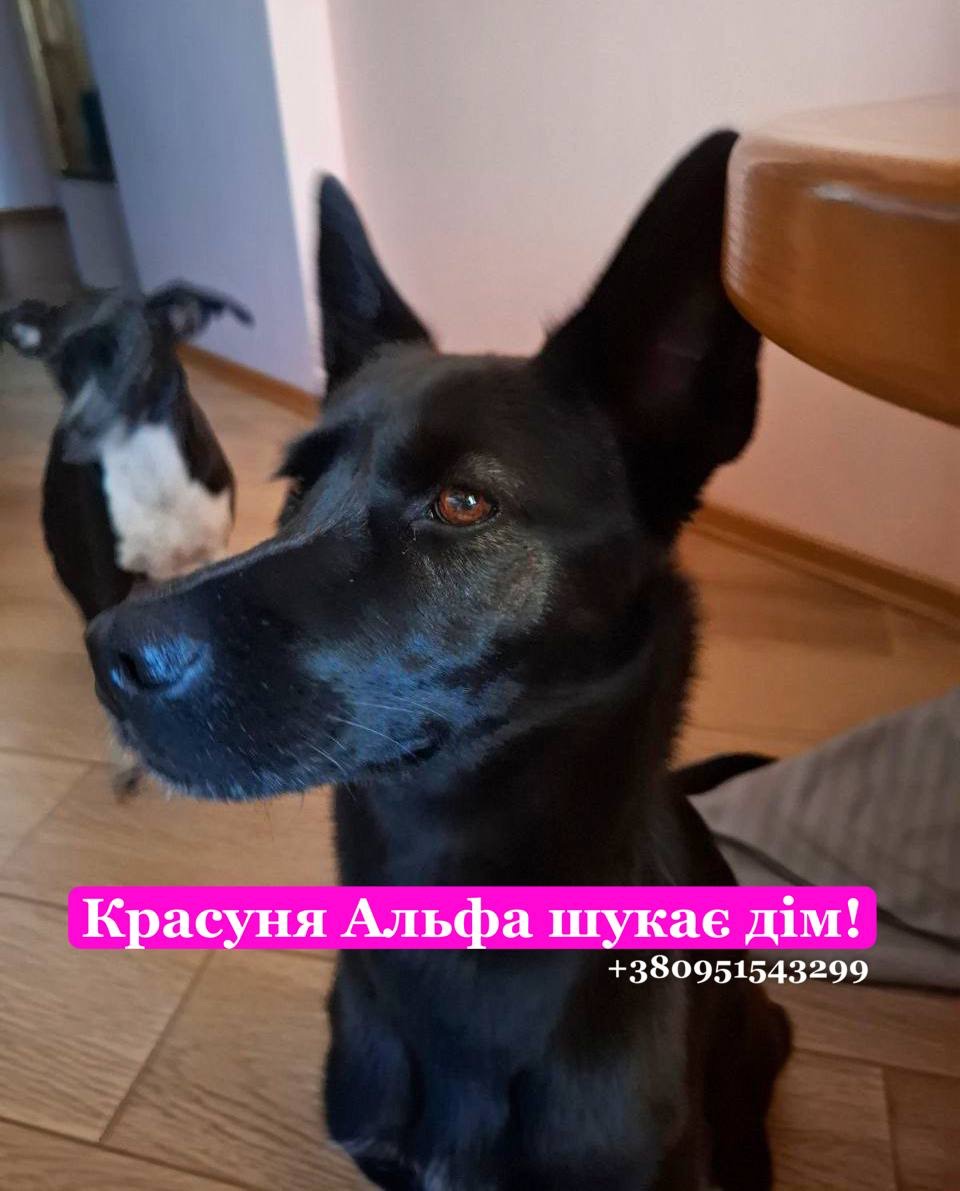 Красуня Альфа шукає дім