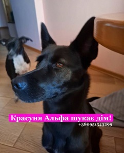 Красуня Альфа шукає дім