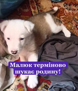 Щеня терміново шукає дім