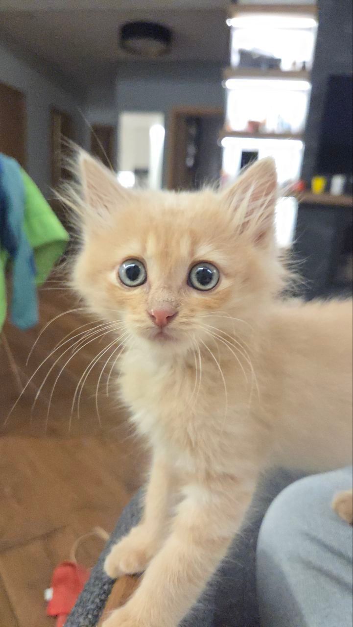 Милий маленький котик Лапатунчик