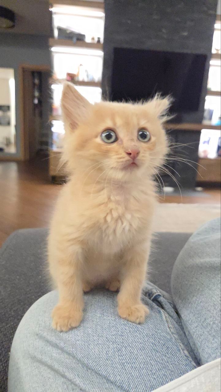 Милий маленький котик Лапатунчик