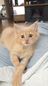 Милий маленький котик Лапатунчик