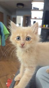 Милий маленький котик Лапатунчик