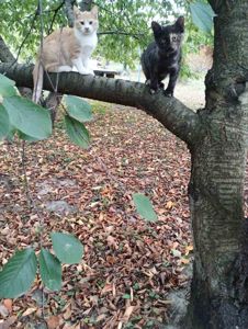 котята