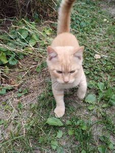 котята