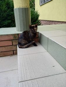 котята